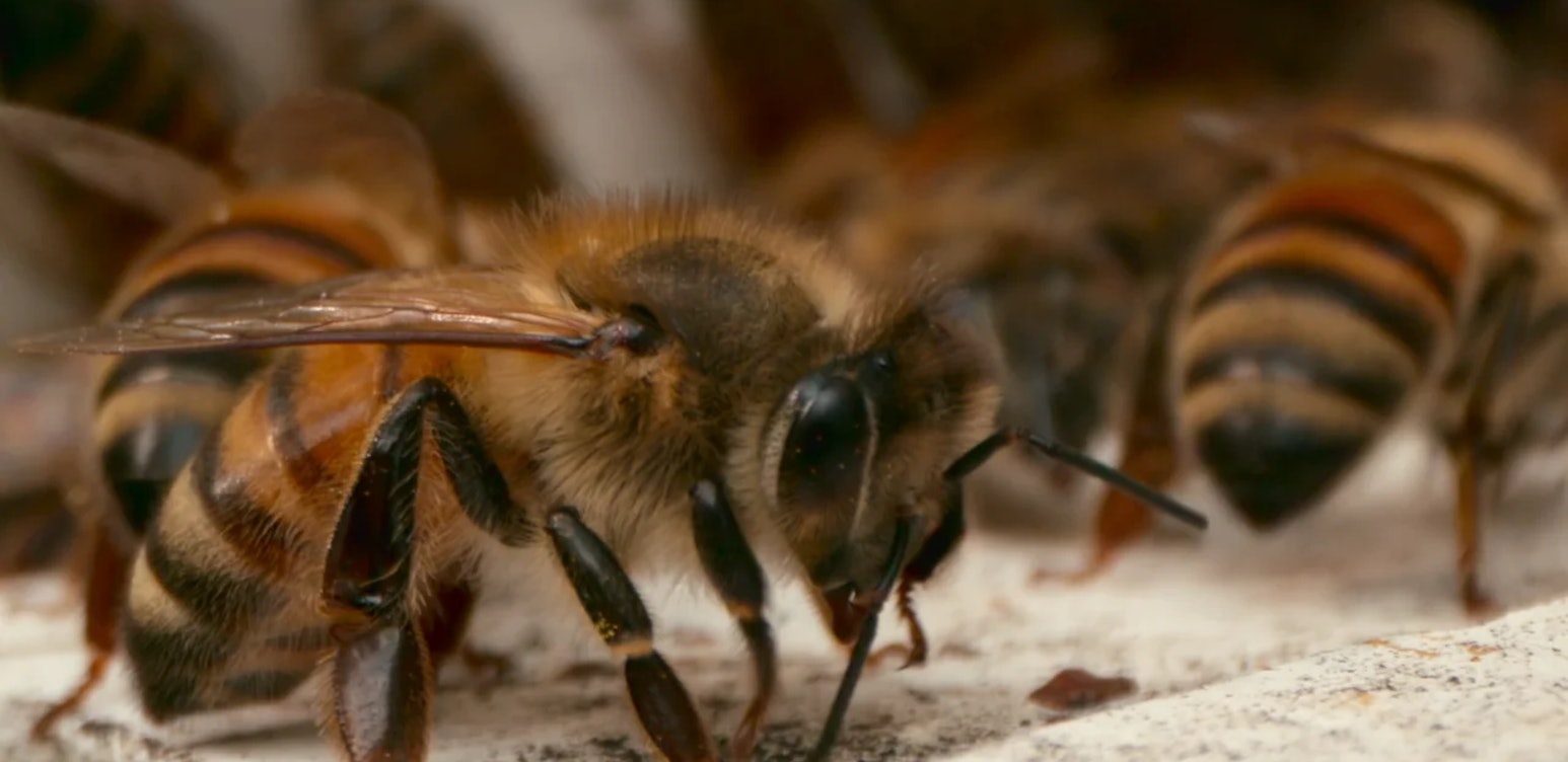 (un)gesund: Bee Sting Therapy | Season 1 | Episode 6