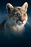 Dynasties II: Puma | Season 1 | Episode 1
