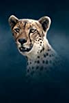 Dynasties II: Cheetah | Season 1 | Episode 3