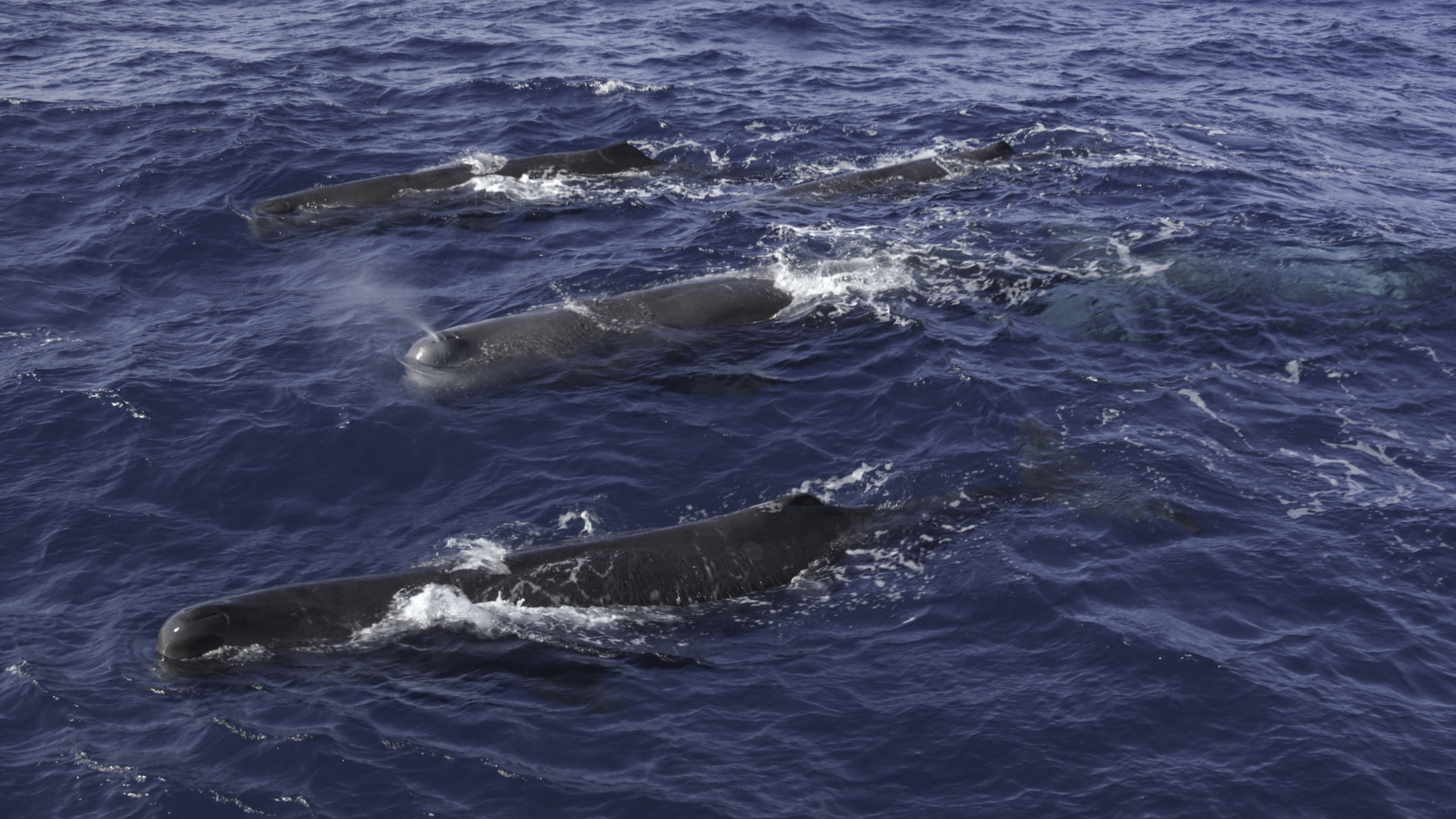 Geheimnisse der Wale: Ocean Giants | Season 1 | Episode 4