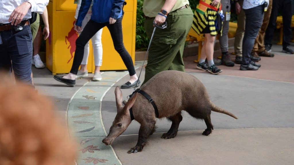 Magic of Disney's Animal Kingdom: Aardvark Love! | Season 1 | Episode 5