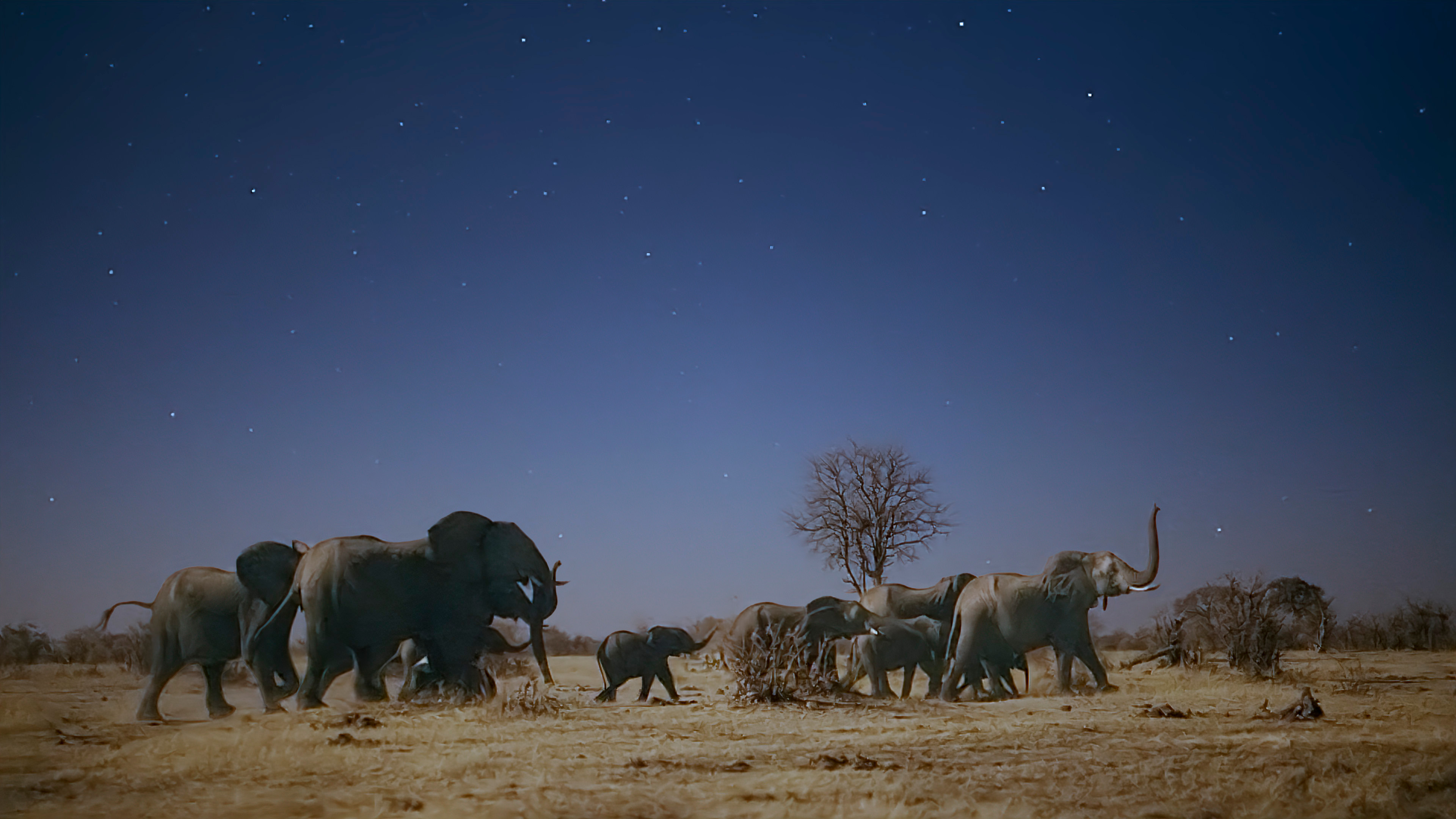 Die Welt in den Farben der Nacht: Elephant Plains | Season 2 | Episode 1