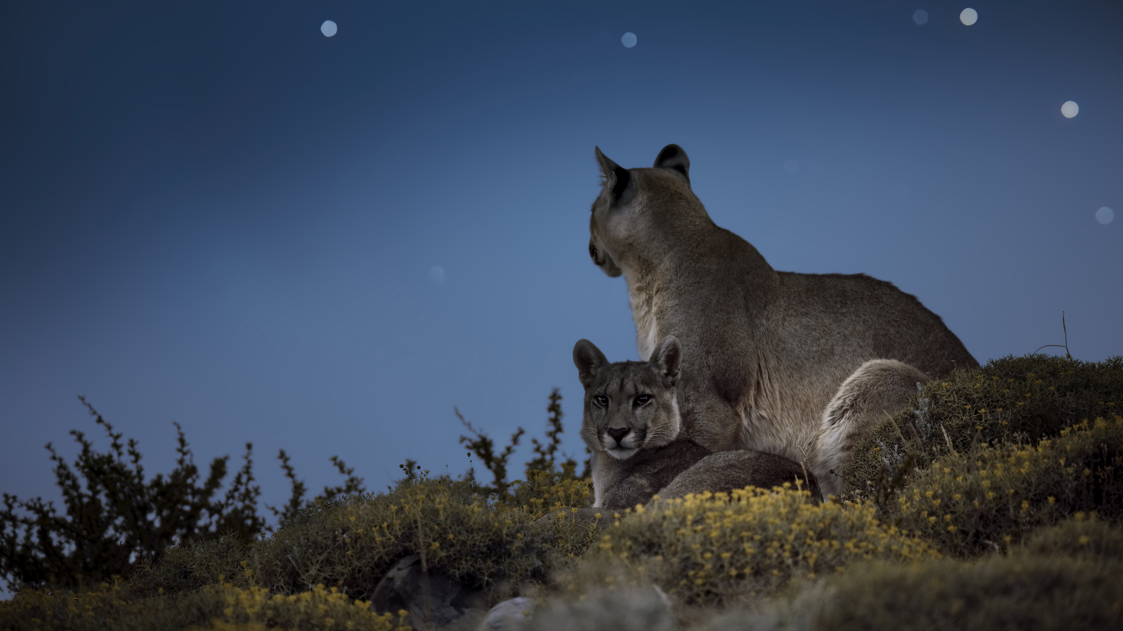 Die Welt in den Farben der Nacht: Puma Mountain | Season 2 | Episode 2