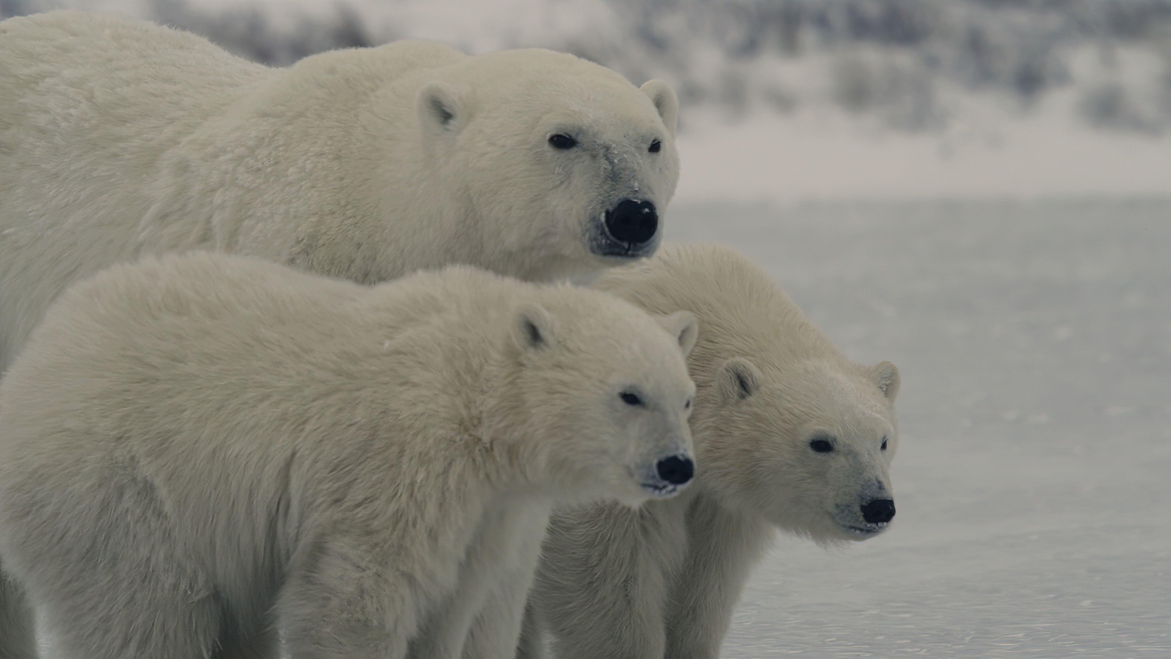 Die Welt in den Farben der Nacht: Polar Bear Winter | Season 2 | Episode 6