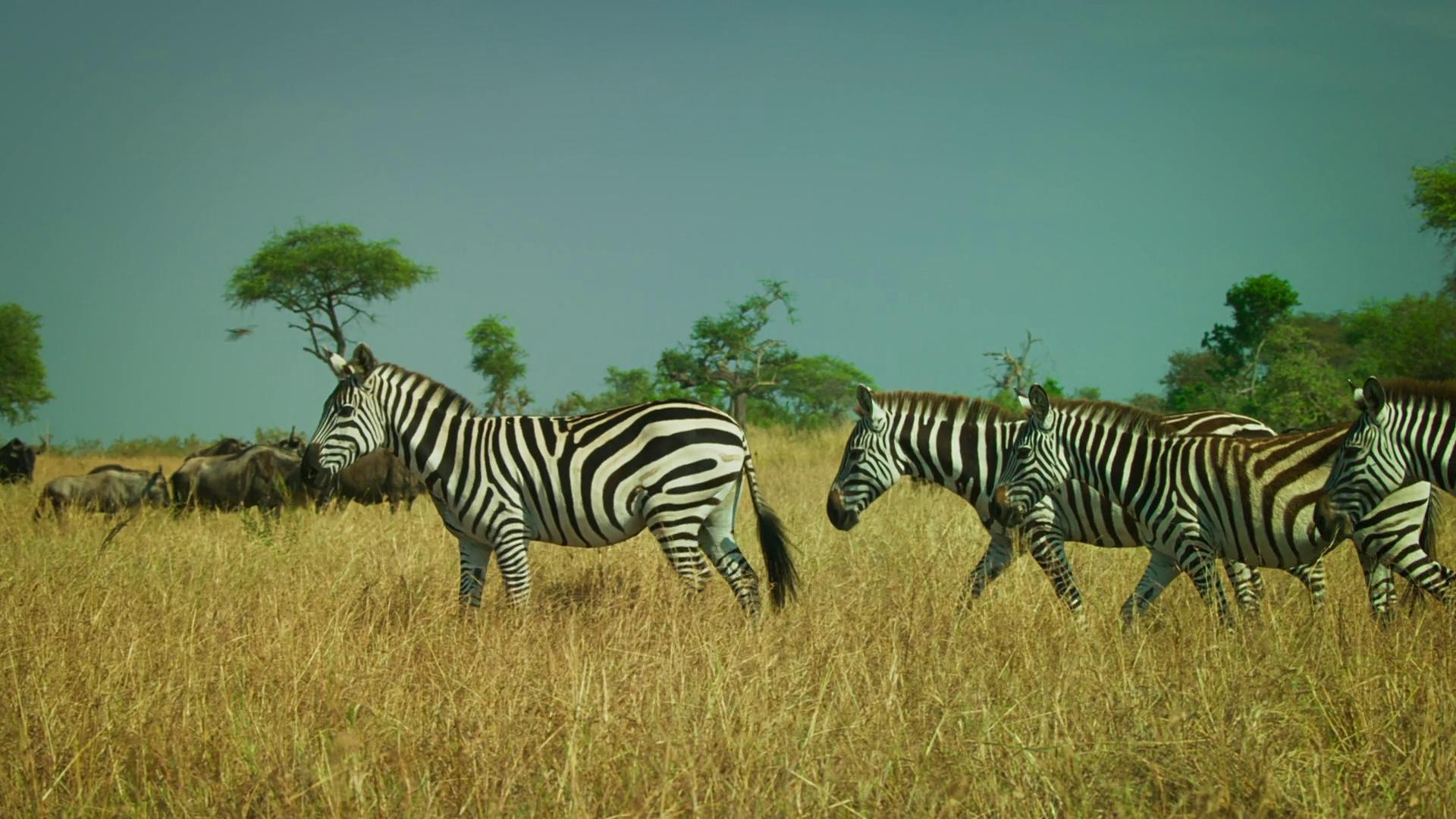 Serengeti: Invasion | Season 1 | Episode 3