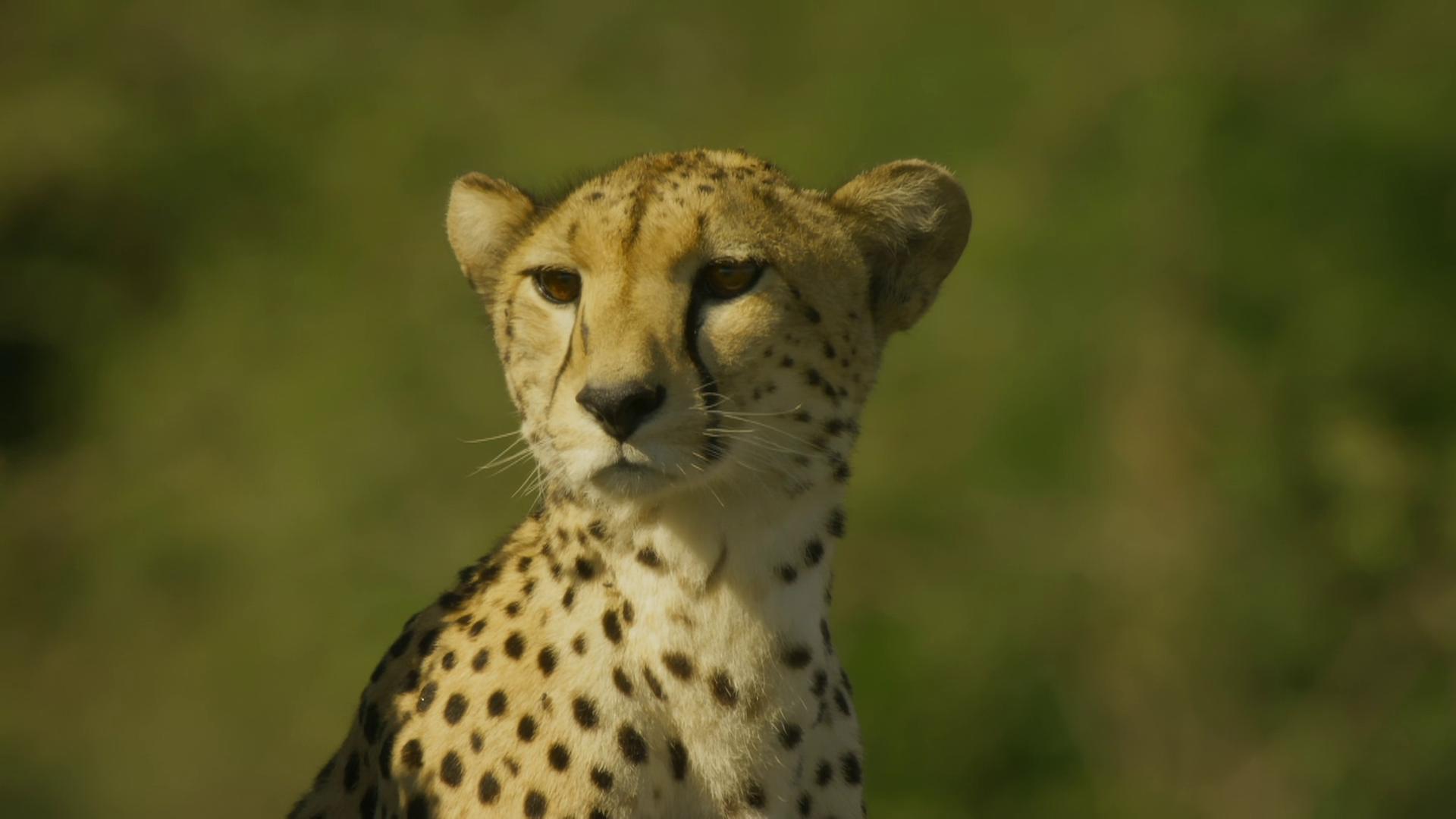 Serengeti: Conflict | Season 1 | Episode 2
