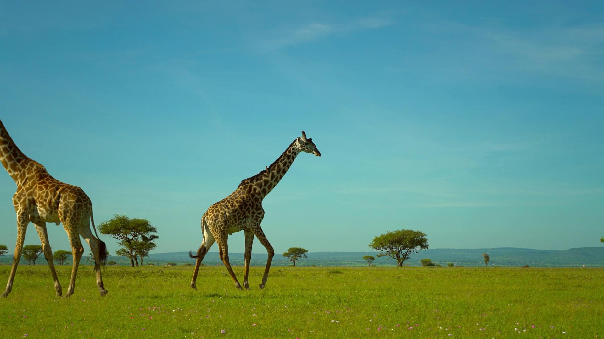 Serengeti: Rebirth | Season 1 | Episode 6