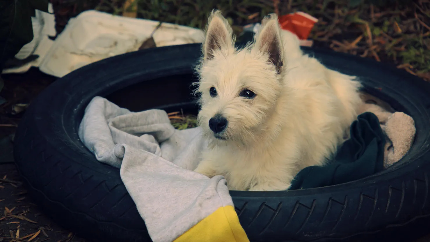 Puppy Place: Snowball | Season 2 | Episode 6