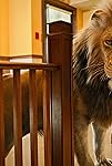 Janes tierische Abenteuer: Panthera leo | Season 2 | Episode 5