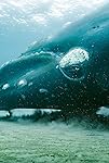 Planet Earth III: Coasts | Season 1 | Episode 1