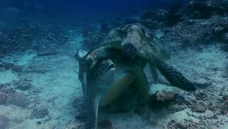 Feindselige Erde - Anpassen oder sterben: Oceans | Season 1 | Episode 2