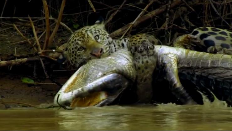 Feindselige Erde - Anpassen oder sterben: Jungles | Season 1 | Episode 4