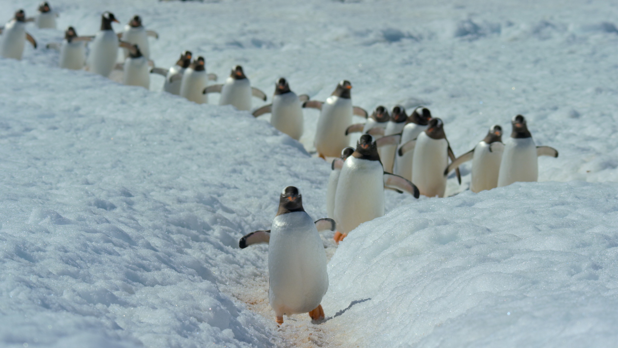 Notre planÃ¨te: Frozen Worlds | Season 1 | Episode 2