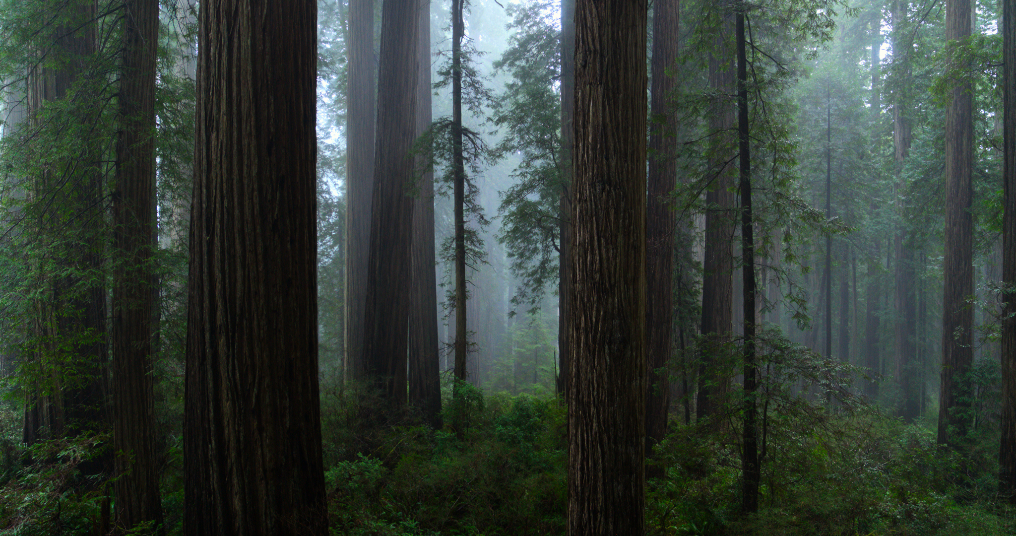 Notre planÃ¨te: Forests | Season 1 | Episode 8