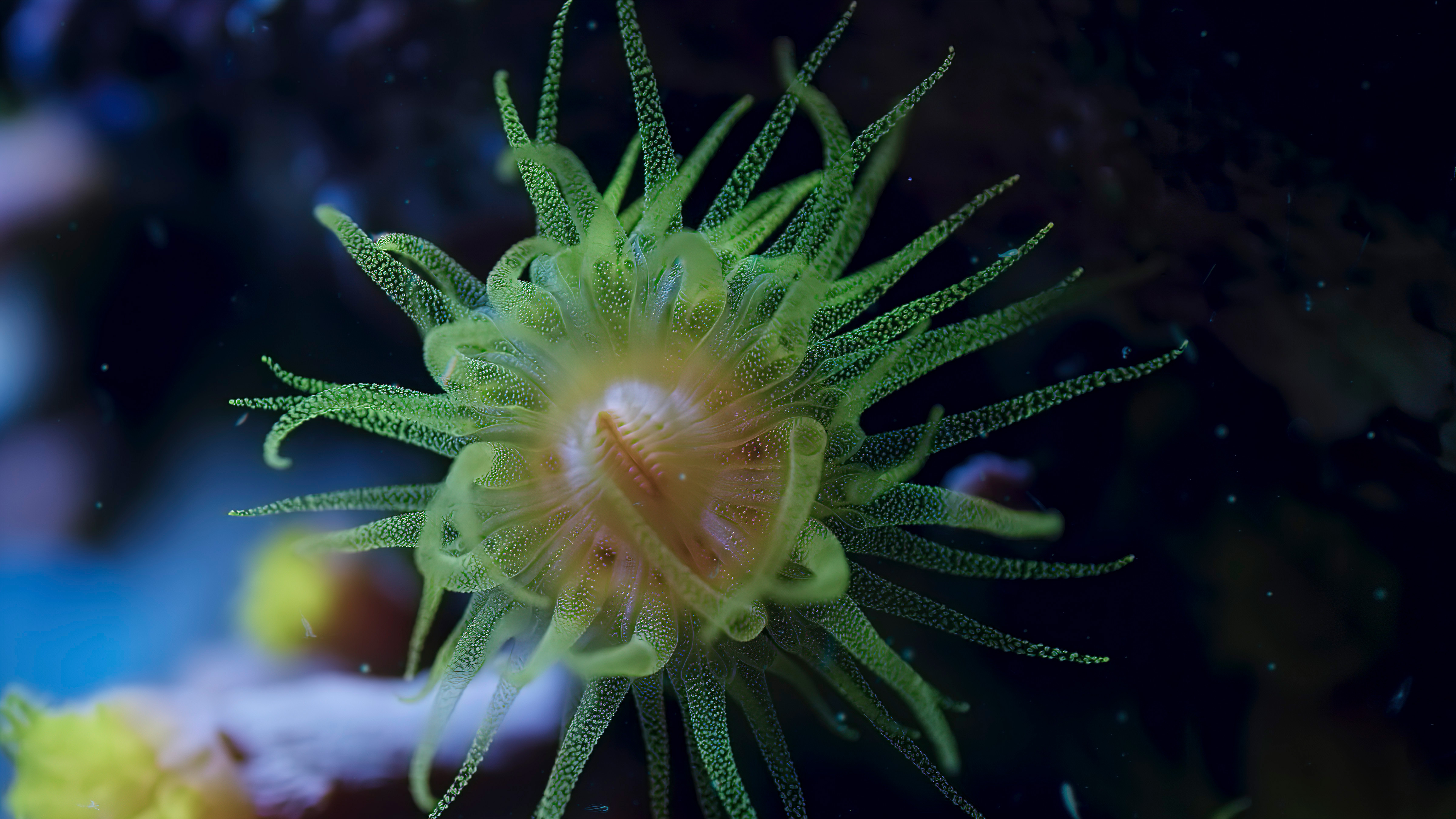 Die Welt in den Farben der Nacht: Coral Reef | Season 2 | Episode 4