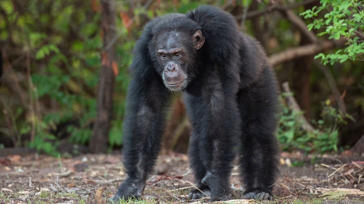 Dynasties: Chimpanzee | Season 1 | Episode 1