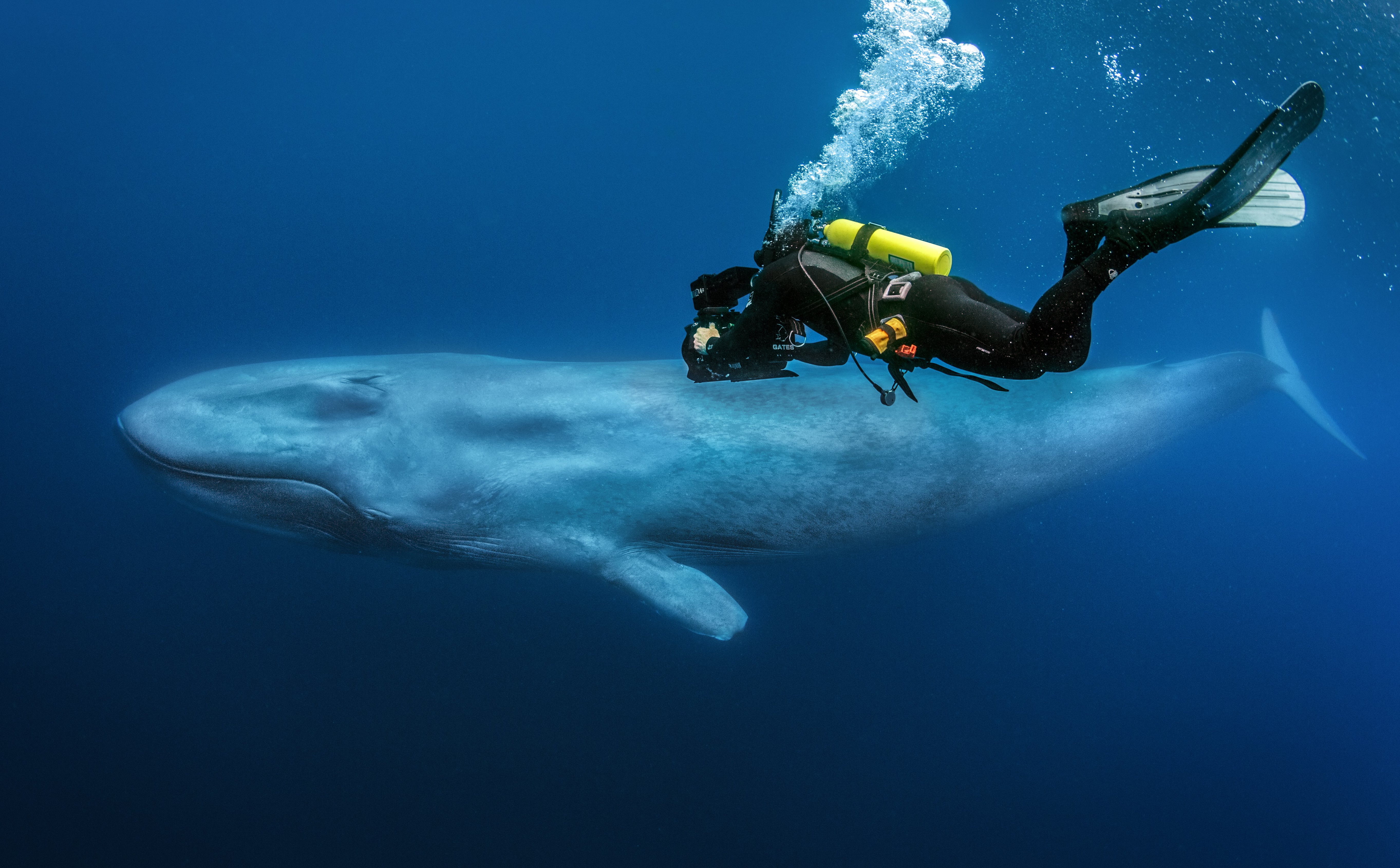 The Hunt: Hunger at Sea (Oceans) | Season 1 | Episode 4
