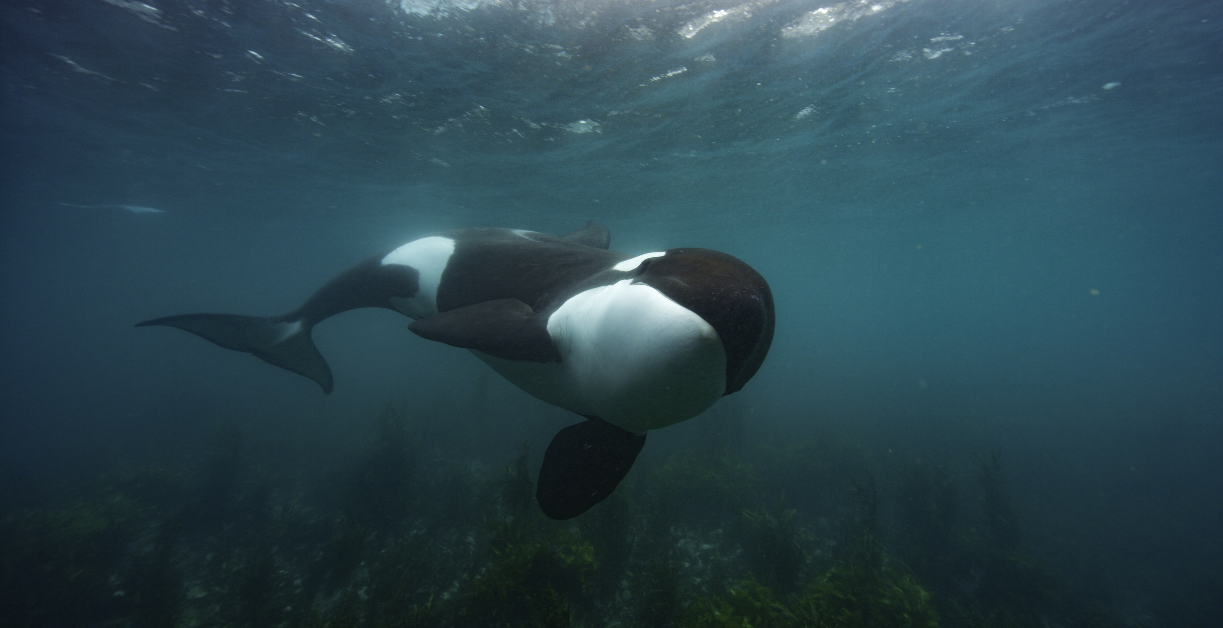 Geheimnisse der Wale: Orca Dynasty | Season 1 | Episode 1