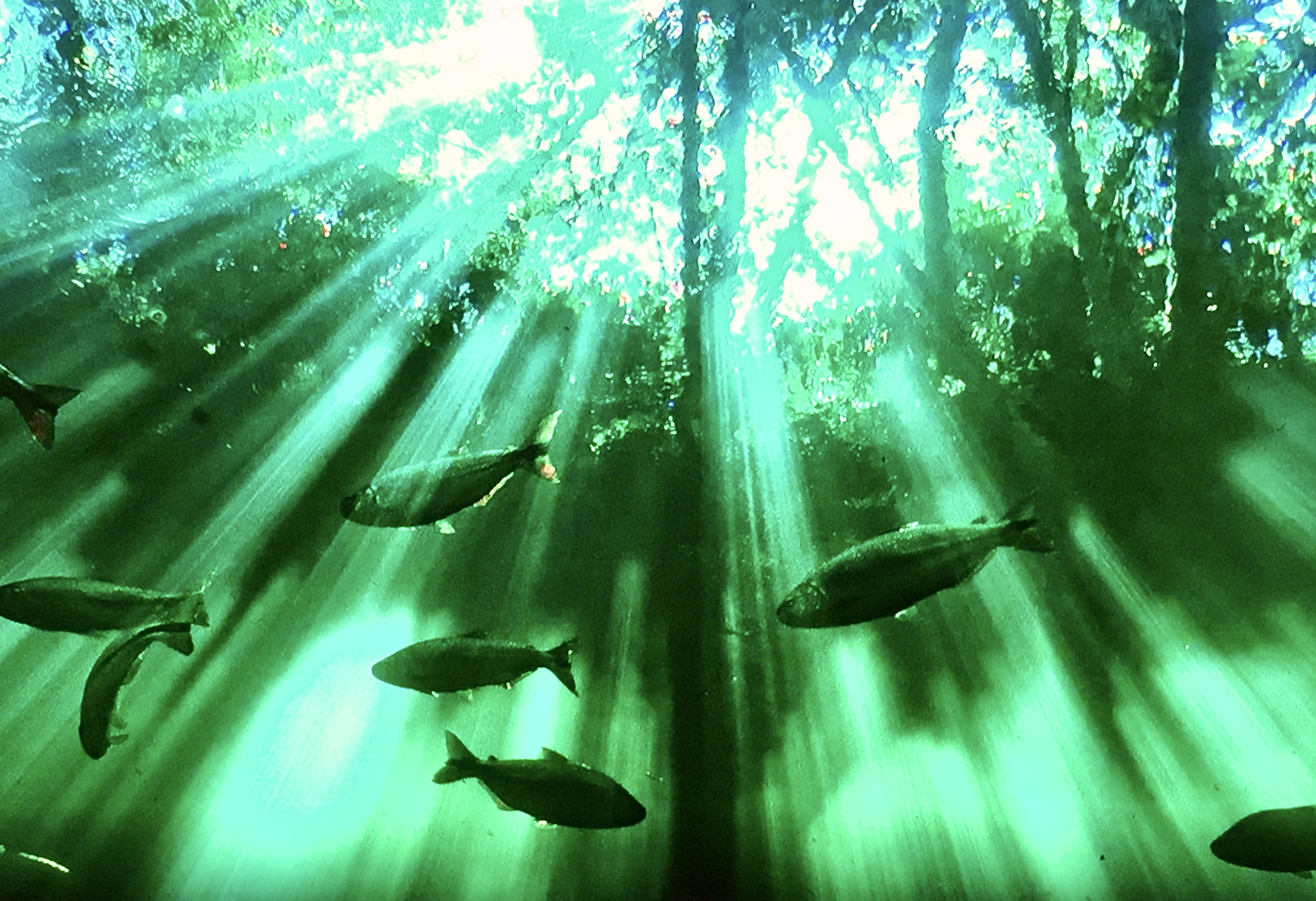 Seven Worlds, One Planet: South America | Season 1 | Episode 3
