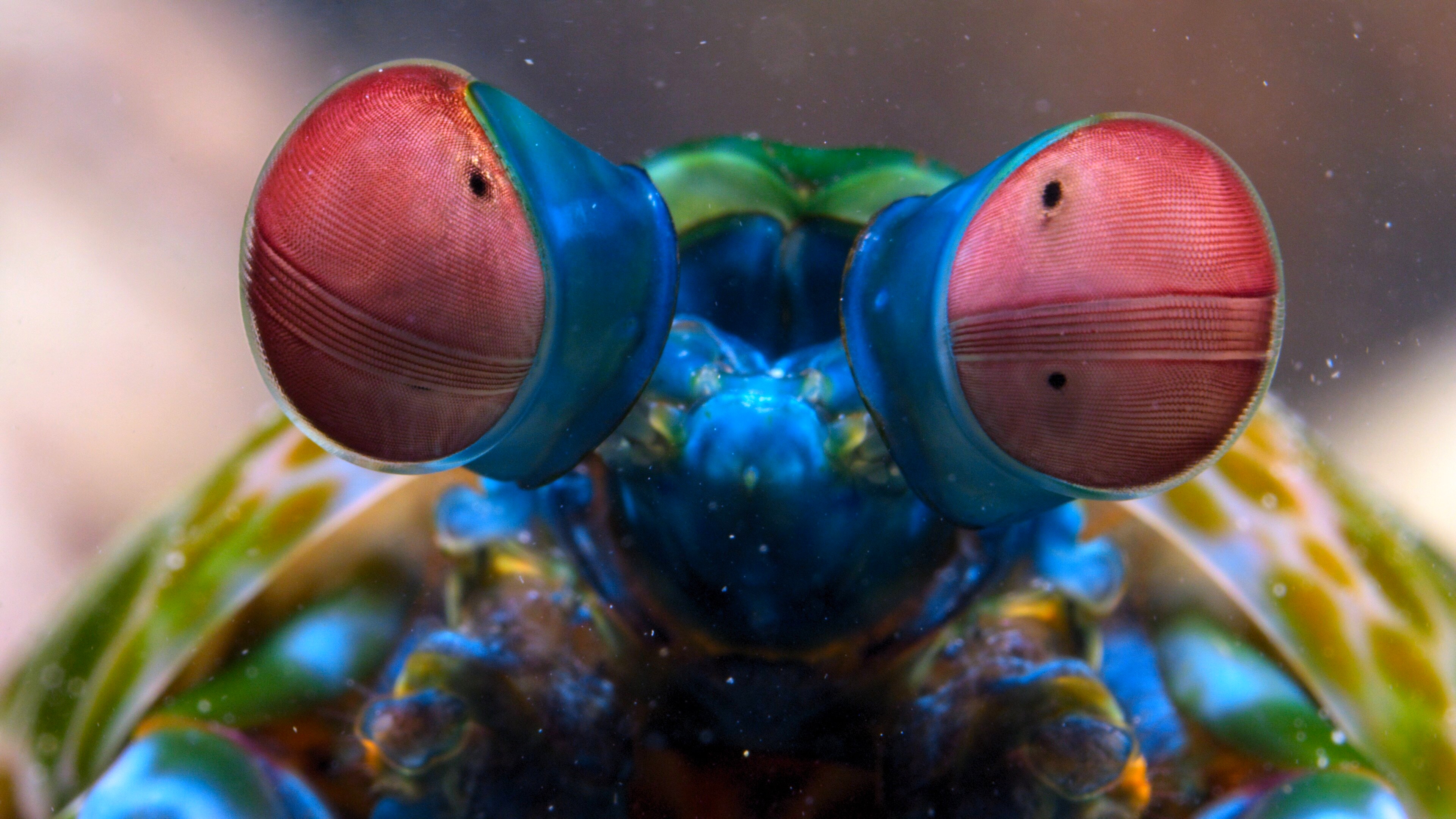 Tiny World: Reef | Season 2 | Episode 5