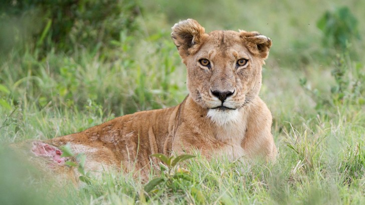 Dynasties: Lion | Season 1 | Episode 3