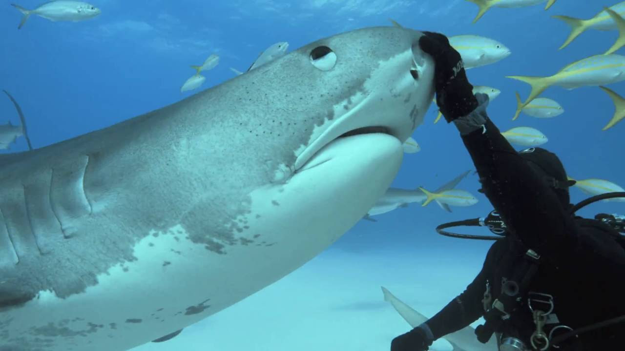 Tales by Light: Misunderstood Predators: Part 2 | Season 2 | Episode 4