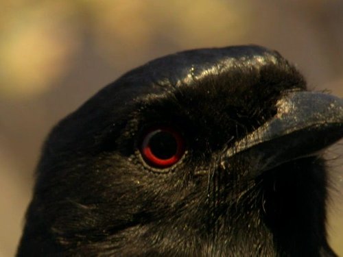 Afrique sauvage: Kalahari | Season 1 | Episode 1