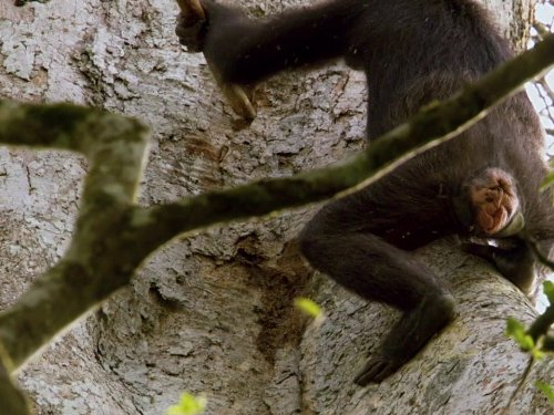 Afrique sauvage: Congo | Season 1 | Episode 3