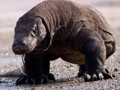 Life, l'aventure de la vie: Reptiles & Amphibians | Season 1 | Episode 2