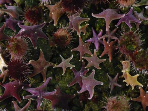 Life, l'aventure de la vie: Creatures of the Deep | Season 1 | Episode 8