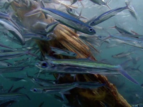 Life, l'aventure de la vie: Fish | Season 1 | Episode 4