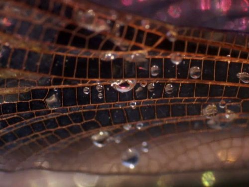 Life, l'aventure de la vie: Insects | Season 1 | Episode 6