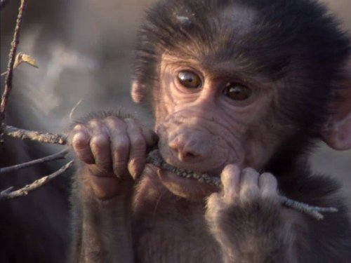 Life, l'aventure de la vie: Primates | Season 1 | Episode 10