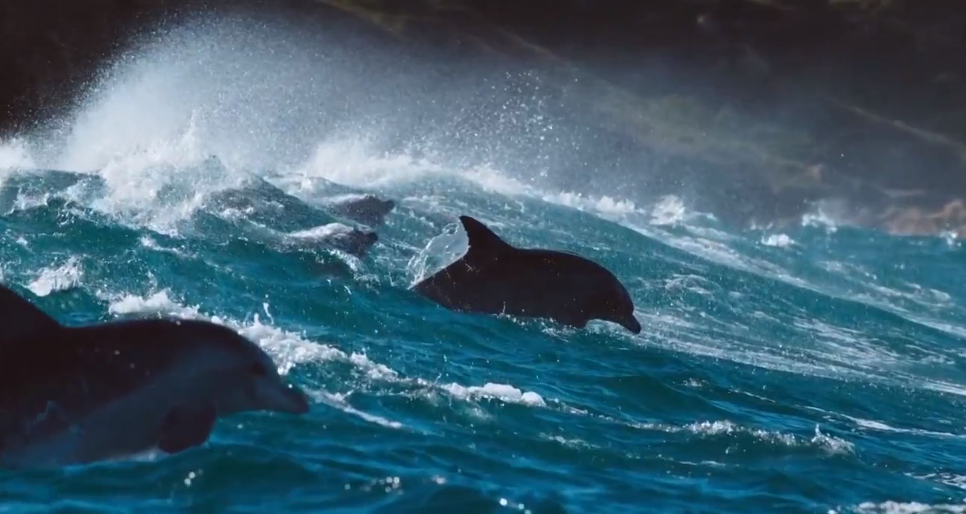 Blue Planet II: One Ocean | Season 1 | Episode 1