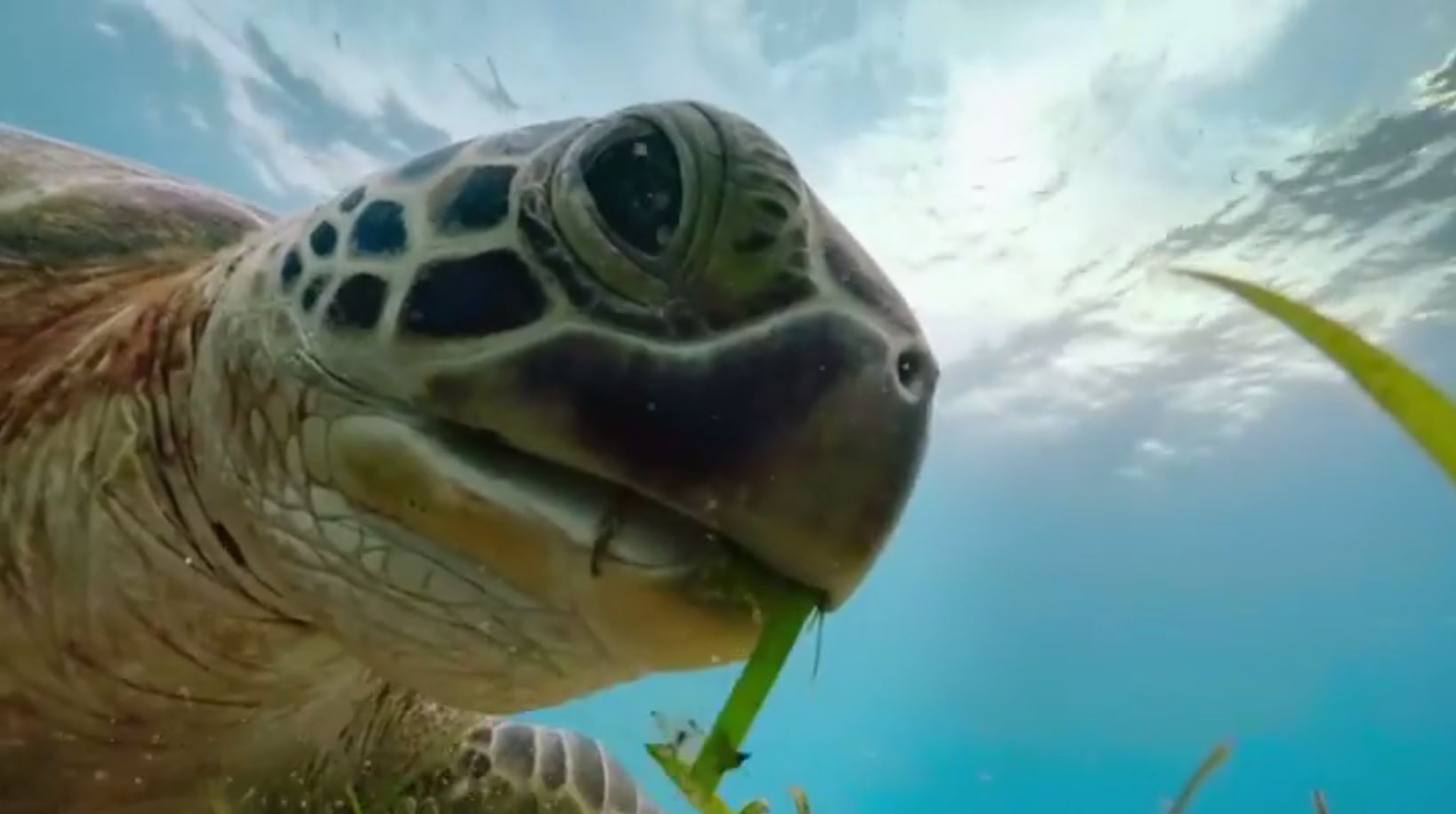 Blue Planet II: Green Seas | Season 1 | Episode 5