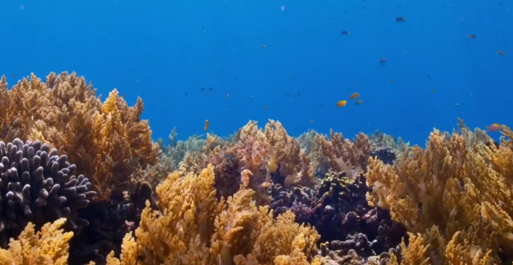 Blue Planet II: Coral Reefs | Season 1 | Episode 3